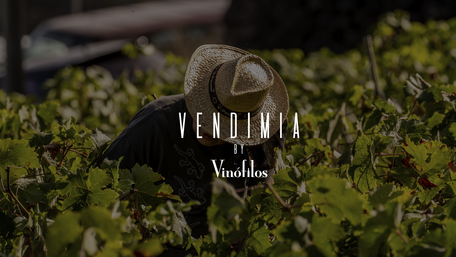 Vendimia – by Vinófilos