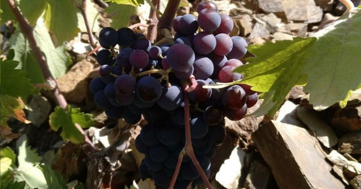 Romé: La uva de este mes