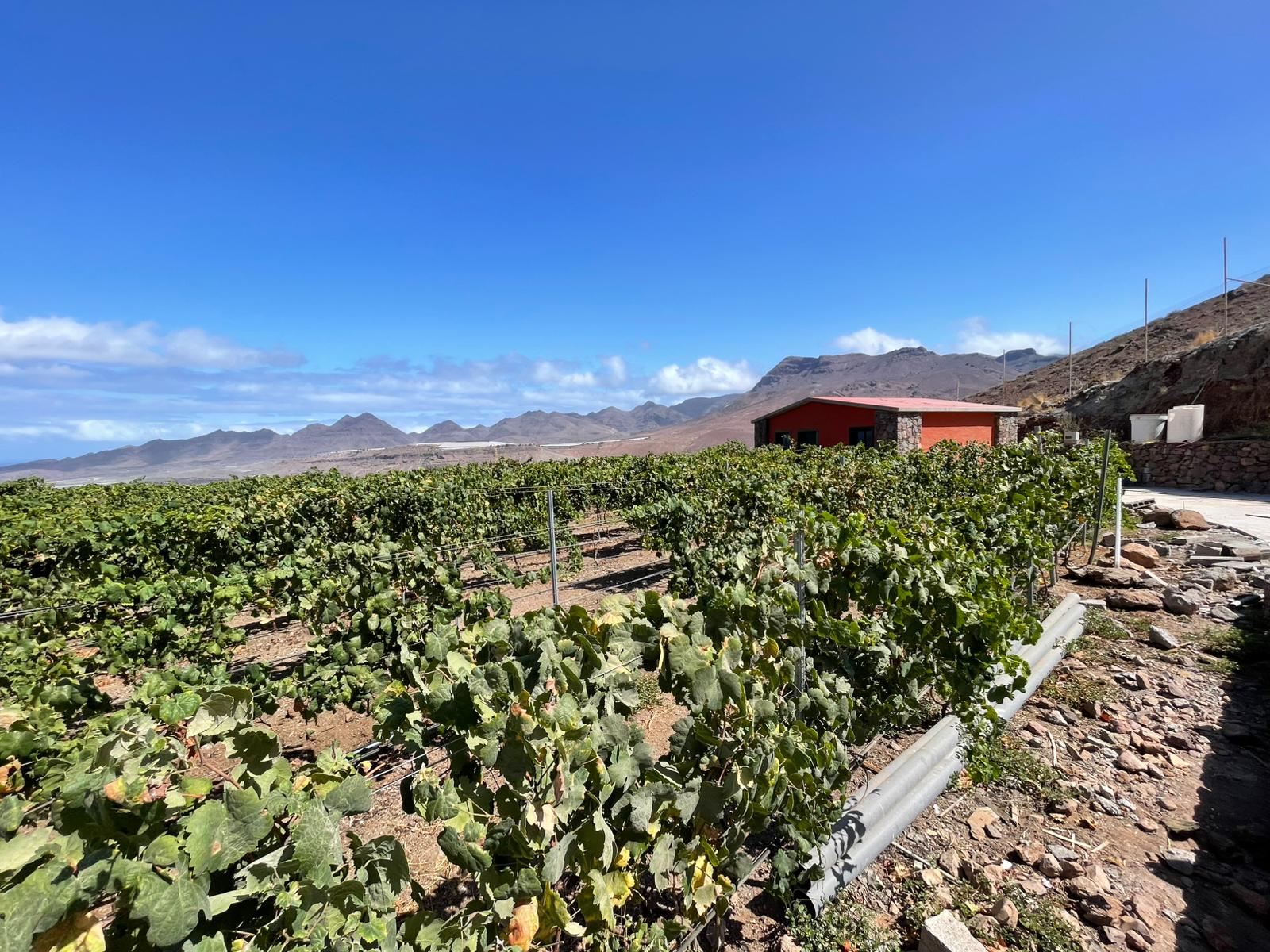 Inagua, el vino que nace en La Aldea de San Nicolás
