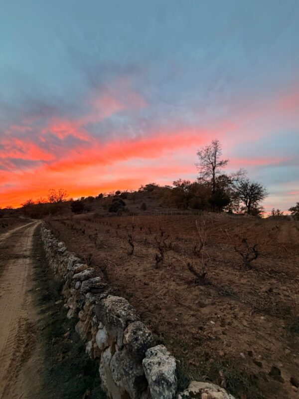 Soria: paisaje y viñedo al atardecer