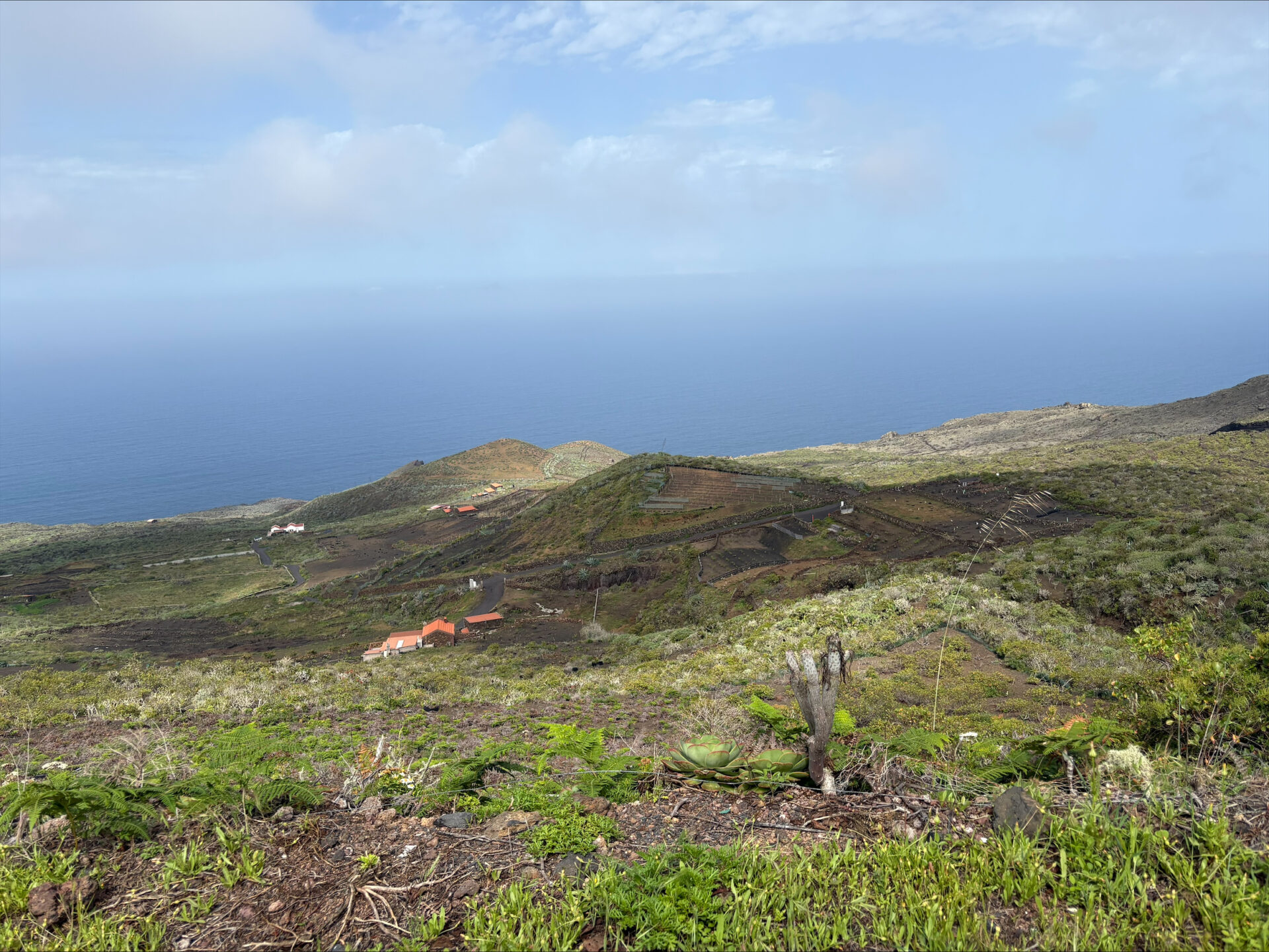 El Hierro: la mayor biodiversidad de uvas en pie franco del mundo